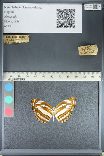 Media type: image;   Entomology 162152